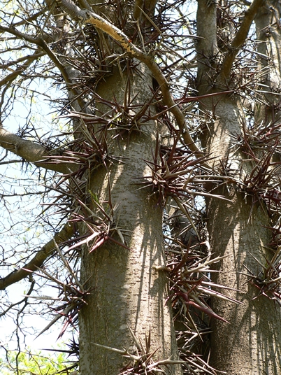 {Gleditsia triacanthos}